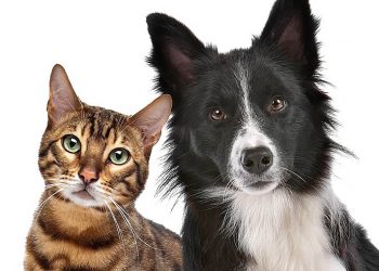 Estatuto dos Cães e Gatos prevê penas mais duras para quem maltratar animais