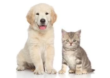 Agendamento para castrações gratuitas de pets começa hoje (17) em Manaus