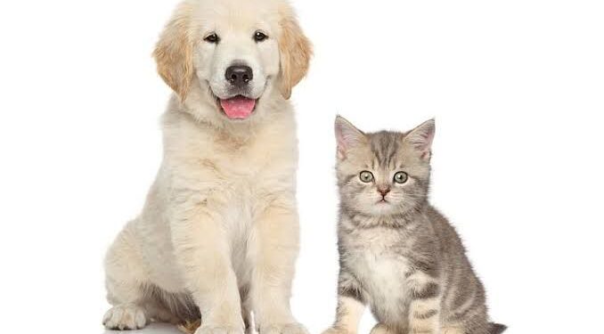Agendamento para castrações gratuitas de pets começa hoje (17) em Manaus