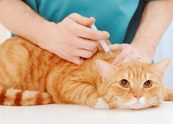 Vacinação de cães e gatos em Manaus tem 33 postos fixos; confira