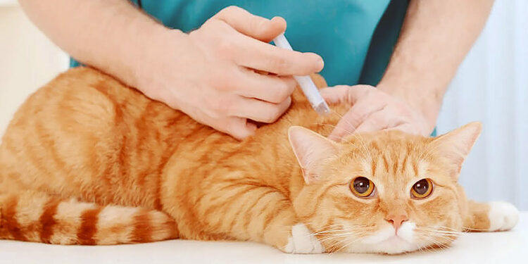 Vacinação de cães e gatos em Manaus tem 33 postos fixos; confira