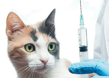 Vacinação contra raiva para cães e gatos acontece em 10 supermercados em Manaus; veja os locais