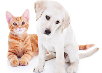 Programa ‘Ração do meu pet’ abre inscrições para cadastro, informa Prefeitura de Manaus