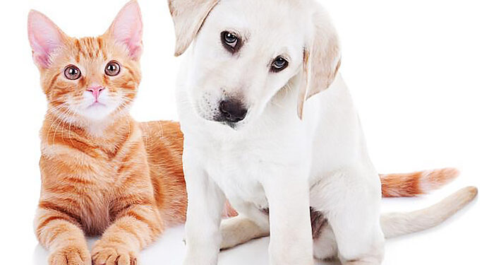 Programa ‘Ração do meu pet’ abre inscrições para cadastro, informa Prefeitura de Manaus