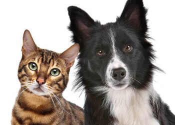 Castração gratuita de cães e gatos em Manaus abre agendamento na quarta-feira (15)