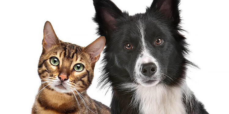 Castração gratuita de cães e gatos em Manaus abre agendamento na quarta-feira (15) Castração gratuita de cães e gatos em Manaus abre agendamento na quarta-feira (15)
